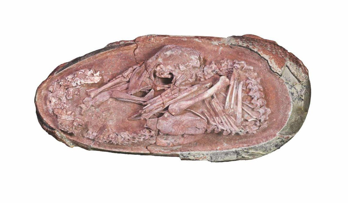 Perfectly preserved dinosaur embryo found in China